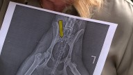 Couple shocked after discovering their dog was shot with BB pellets in their backyard