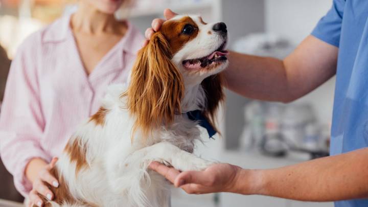 Video | Consejos para reducir el estrés de tu mascota al momento de ir al veterinario - Canal 1