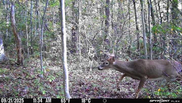 Send us your trail-cam pics: We’re looking to showcase your best remote wildlife shots