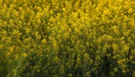 Las exportaciones ucranianas de colza caen 59% en septiembre, dice sindicato agrario
