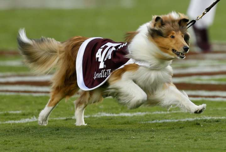 Where to watch Texas A&M Aggies vs Notre Dame Irish college football streaming live for free tonight; TV channel, spread, odds