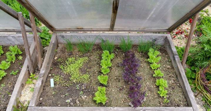 Extend your growing season by building a cold frame
