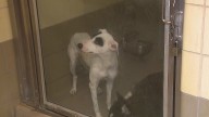 LA animal shelters now moving dogs between shelters