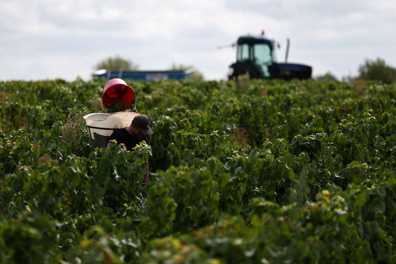 Hot, dry weather seen pushing French wine output below five