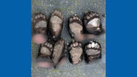 Western Washington woman pleads guilty to illegally trafficking black bear parts