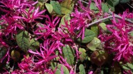 Conocé la impresionante planta que crece como arbusto y tiene flores que parecen cintas