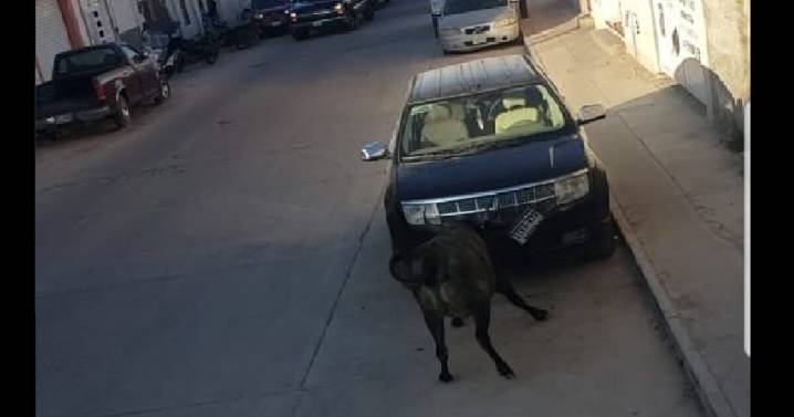 Toros sueltos en San Felipe, Guanajuato causan daños y pánico (VIDEO)