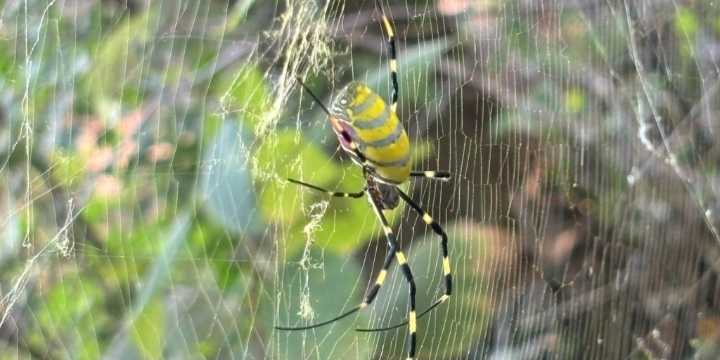 Why the National Park Service is seeking help in search of Joro spiders