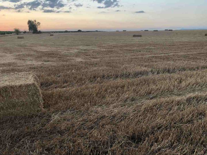 Comienza el plazo para suscribir los seguros agrarios de herbáceos, olivar y frutos secos