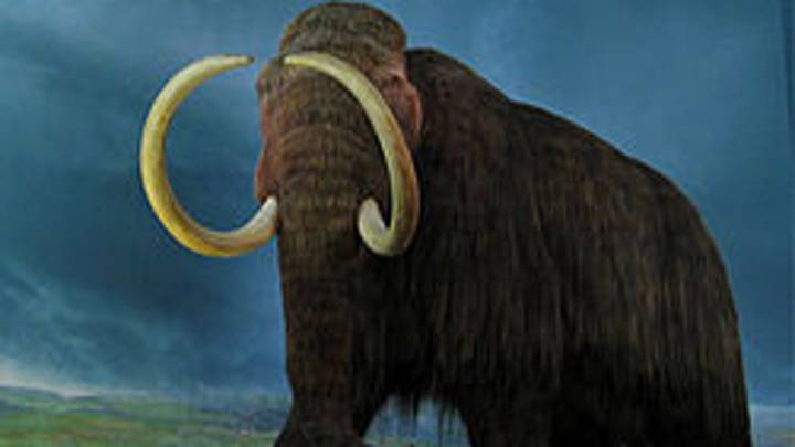 Un mamut de 1,1 millones de años revela el ADN más antiguo de una bacteria en un animal