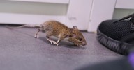 Householders urged to scatter common bathroom item to keep mice away