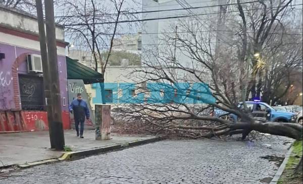 La Tormenta de Santa Rosa deja árboles caídos y calles anegadas en La Plata