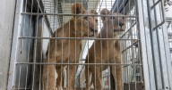 Three lions rescued from daily bombs in Ukraine finally arrive in Yorkshire forever home