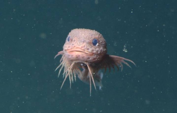 Tres nuevas especies de pez descubierta a más de 3 mil 200 metros de profundidad