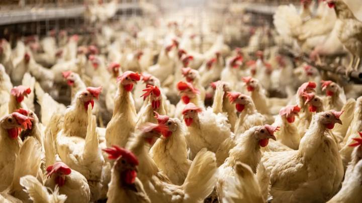 La gripe aviar se extiende en la comarca del Andévalo: declarado el segundo foco en una explotación agrícola