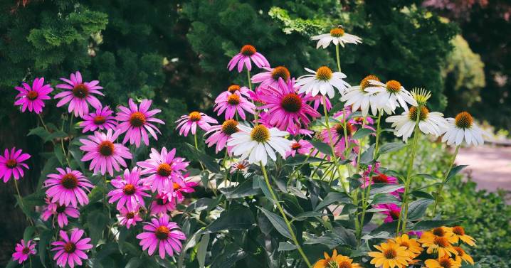 Keep your garden colourful this autumn with these three 'cooler weather