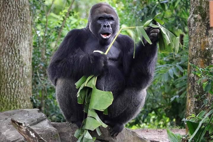 Disney World Animal Kingdom’s Beloved Oldest Gorilla, Gino, Has Died at 44