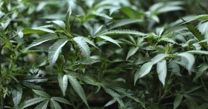 'Vulnerable' gardener was lured into drug operation akin to 'modern slavery'