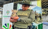 Rescate de fauna silvestre en Nariño y Putumayo