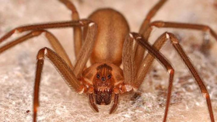 Cómo evitar la presencia de la araña violinista usando un poco de ajo: truco casero efectivo