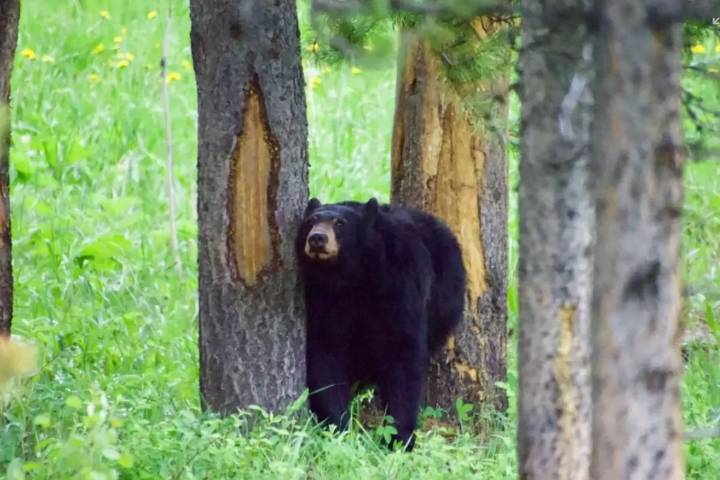 Texas Black Bear Sightings: Safety Tips for Encounters