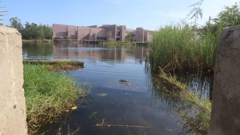 Denuncian ahora contaminación de aceites en la Laguna del Camarón, en Mazatlán