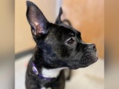 Pet of the Week: Meet Muddy