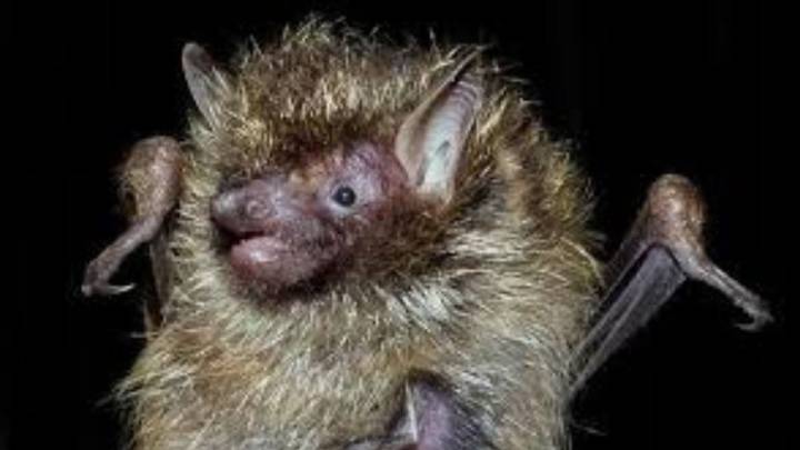 Golden-haired tube-nosed bat discovered in Mizoram