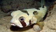 Fish ‘fingerprints’ in the ocean reveal which species are moving homes due to climate change