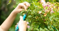 Scots gardeners urged to prune these four plants for 'healthy growth' this month
