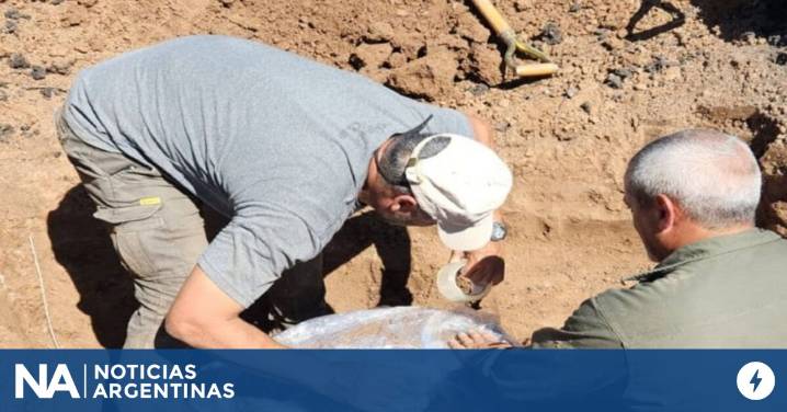 Entre Ríos: extraen restos fósiles de un gliptodonte hallado en zona rural