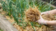 How To Mulch Your Garden When It Hasn't Rained