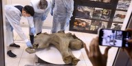 Descubren en un diente de mamut microbios que vivieron en la Tierra hace un millón de años