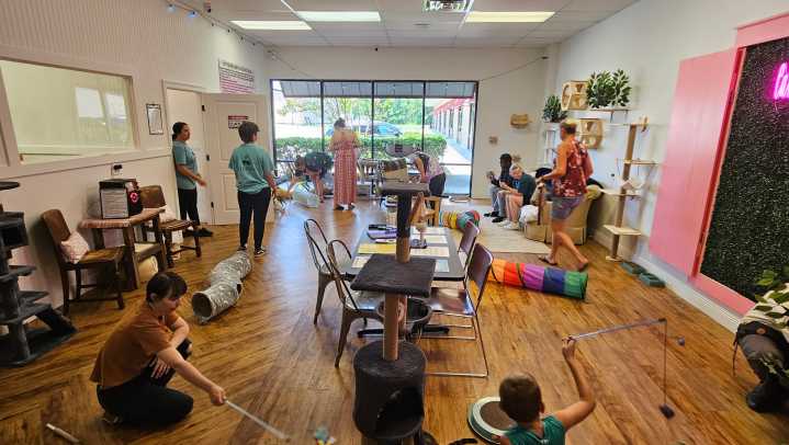 New cat cafe coming to MS. See where you can meet a furry friend today
