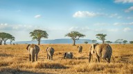 The 15 Best African Safari Lodges to Add to Your Bucket List