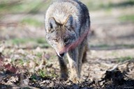Toronto dog owners’ clashes with coyotes add teeth to old debates about urban wildlife