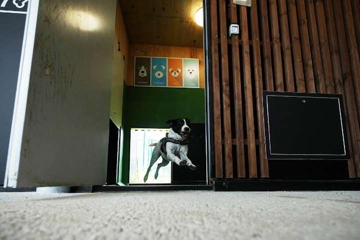 Rome’s airport opens luxurious dog hotel with pampering services