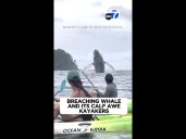 Breaching whale and its calf awe kayakers