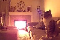Cat Alerts Owners to Rekindled Fire in Viral TikTok (Exclusive)
