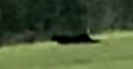 'Beast of Durham' spotted in UK as experts brand evidence 'extremely compelling'