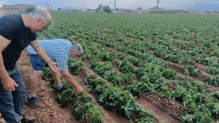 Nuevo golpe para el campo de sa Pobla: La granizada destruye la patata, ya asfixiada por la plaga de nematodos