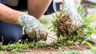 The Difference Between Annual, Biennial, And Perennial Weeds (& Why It Matters So Much)