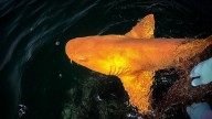Así es el increíble tiburón de color naranja descubierto en aguas de Costa Rica