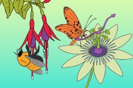 Llegó la primavera. Cinco flores nativas de la Argentina y sus aliados para colorear