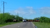 CORRIENTES: 100 Mm De Lluvia Dejó Campos Anegados Y Productores Sacan Su Ganado A La Ruta