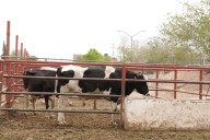 Sacrifican 2 mil 125 animales en el rastro durante agosto