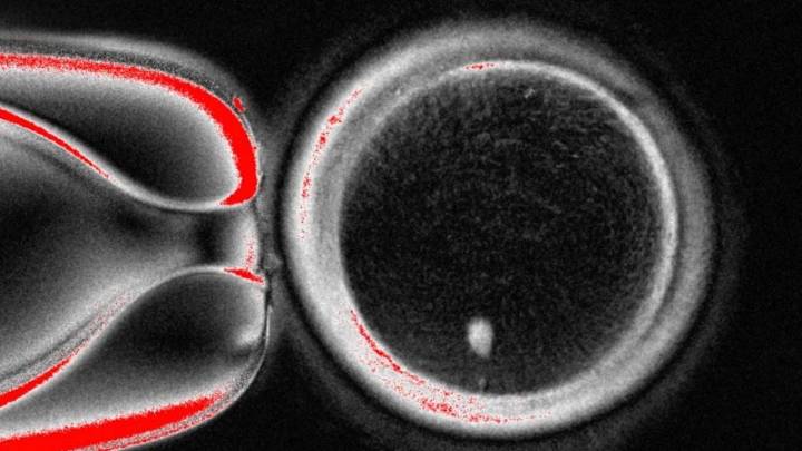 Logran por primera vez generar óvulos humanos fértiles a partir células de piel