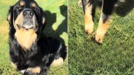 North Carolina Golden Retriever And Bernese Mountain Dog Mix Is The Internet's New Favorite