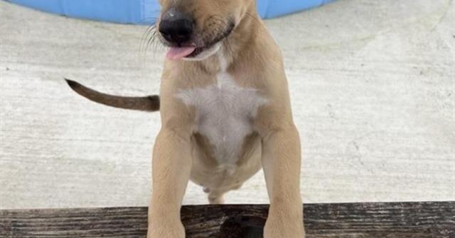Parish shelter pets
