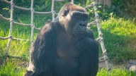 Oldest gorilla at Henry Doorly Zoo celebrates 44th birthday